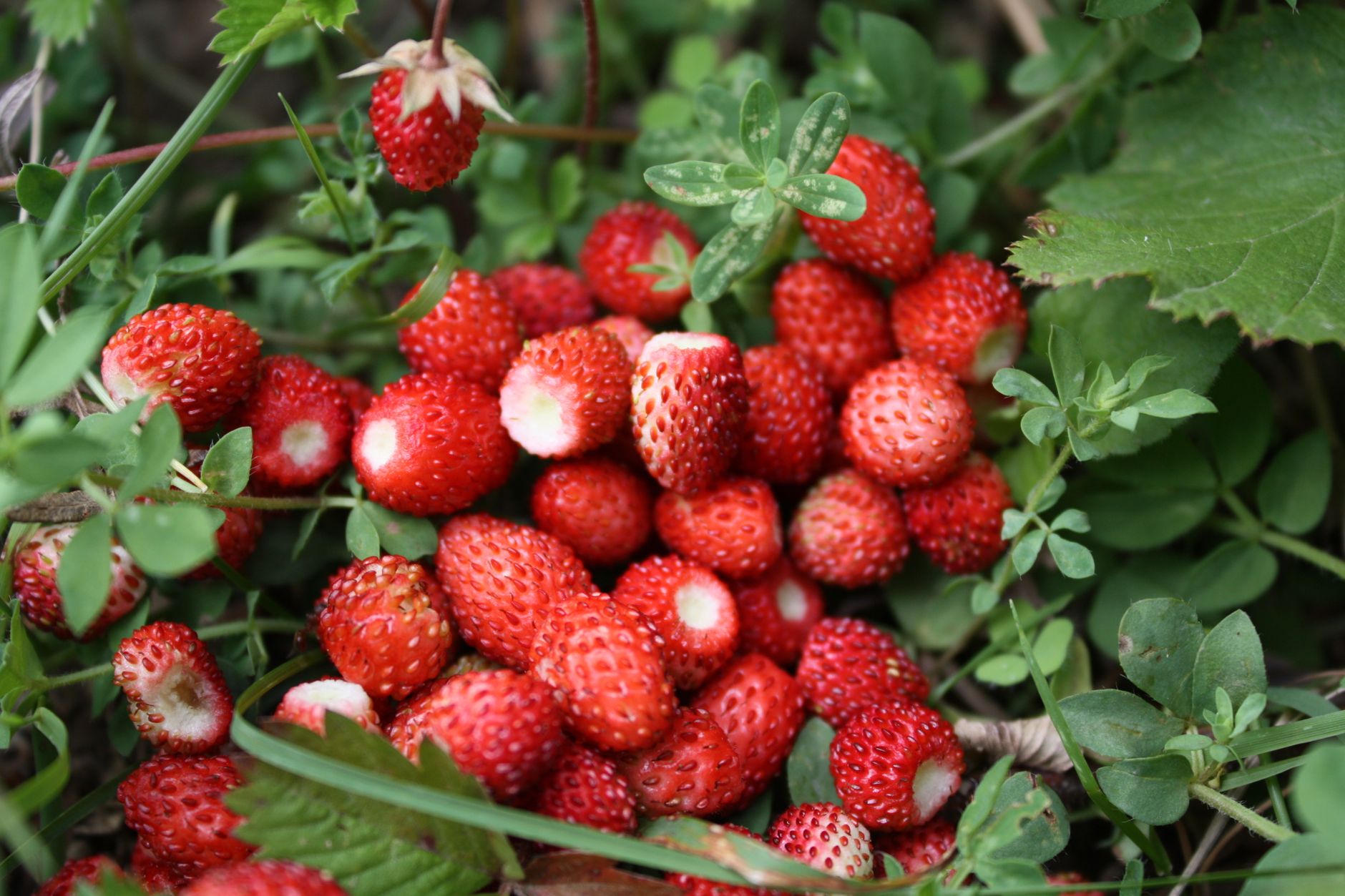 A cluster of fresh wild strawberries nestled among vibrant green foliage, showcasing their natural beauty.