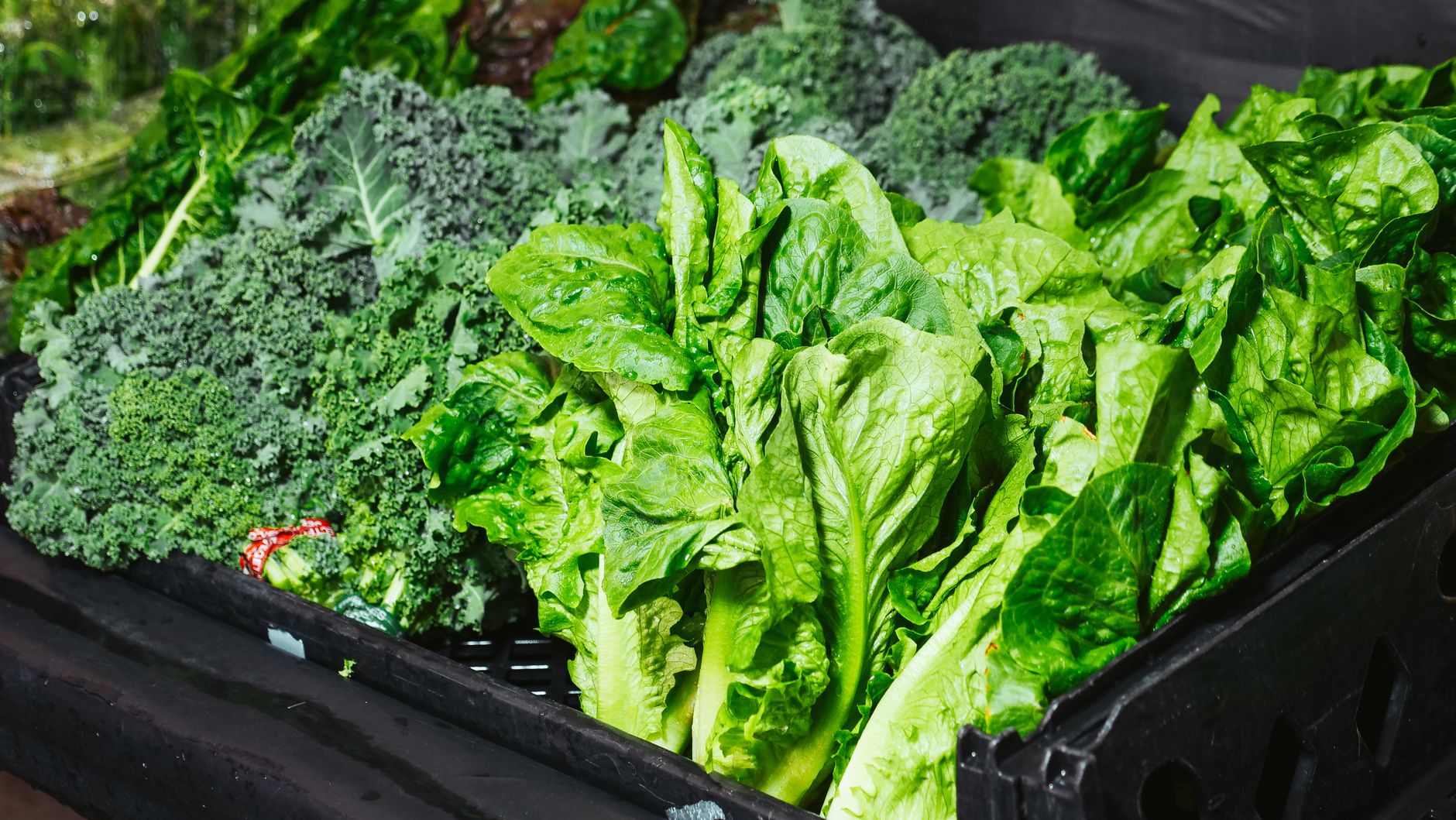 Close-up of vibrant green kale and lettuce in a market stall, showcasing freshness.