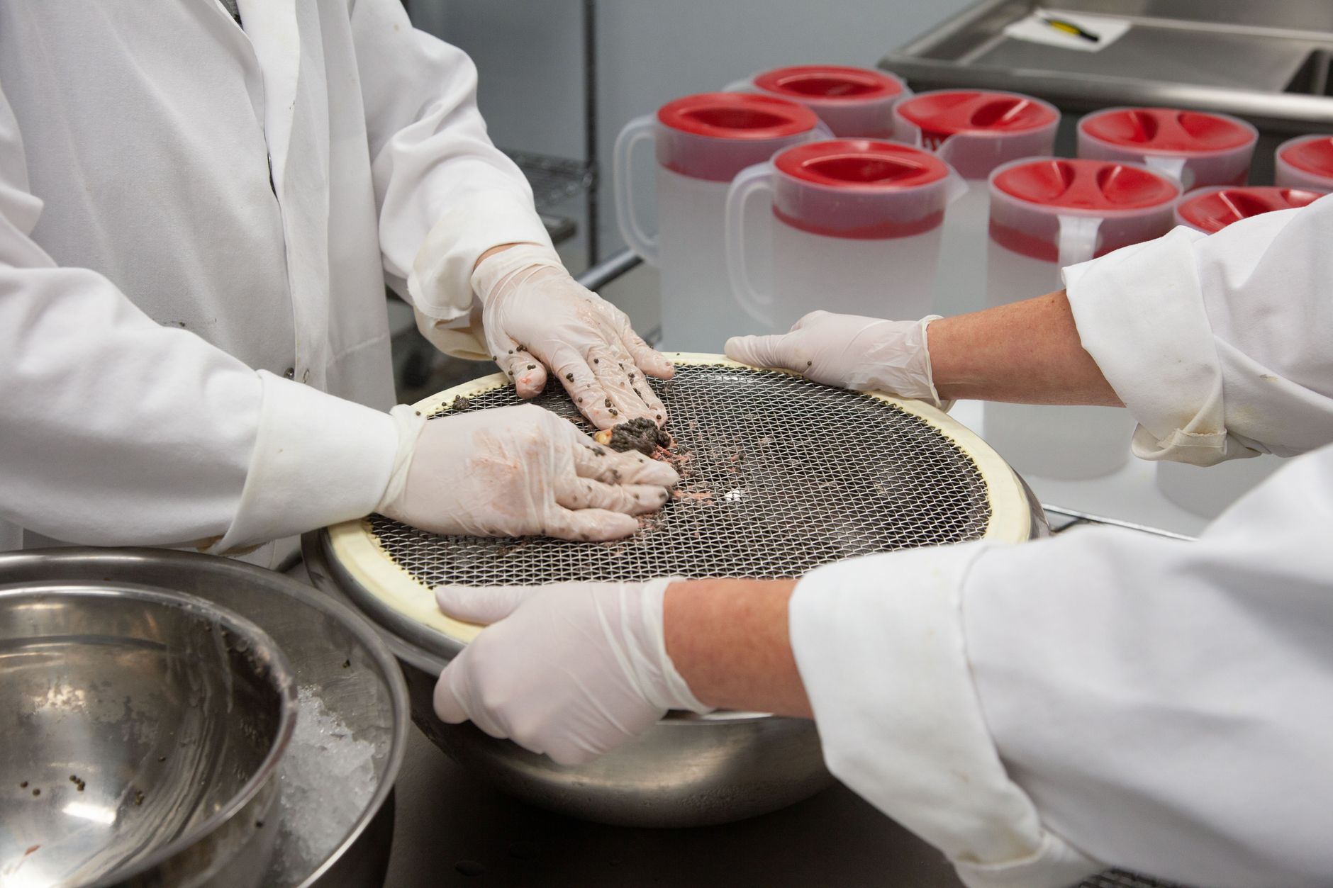 Two individuals wearing gloves prepare food using a strainer in a lab setting.