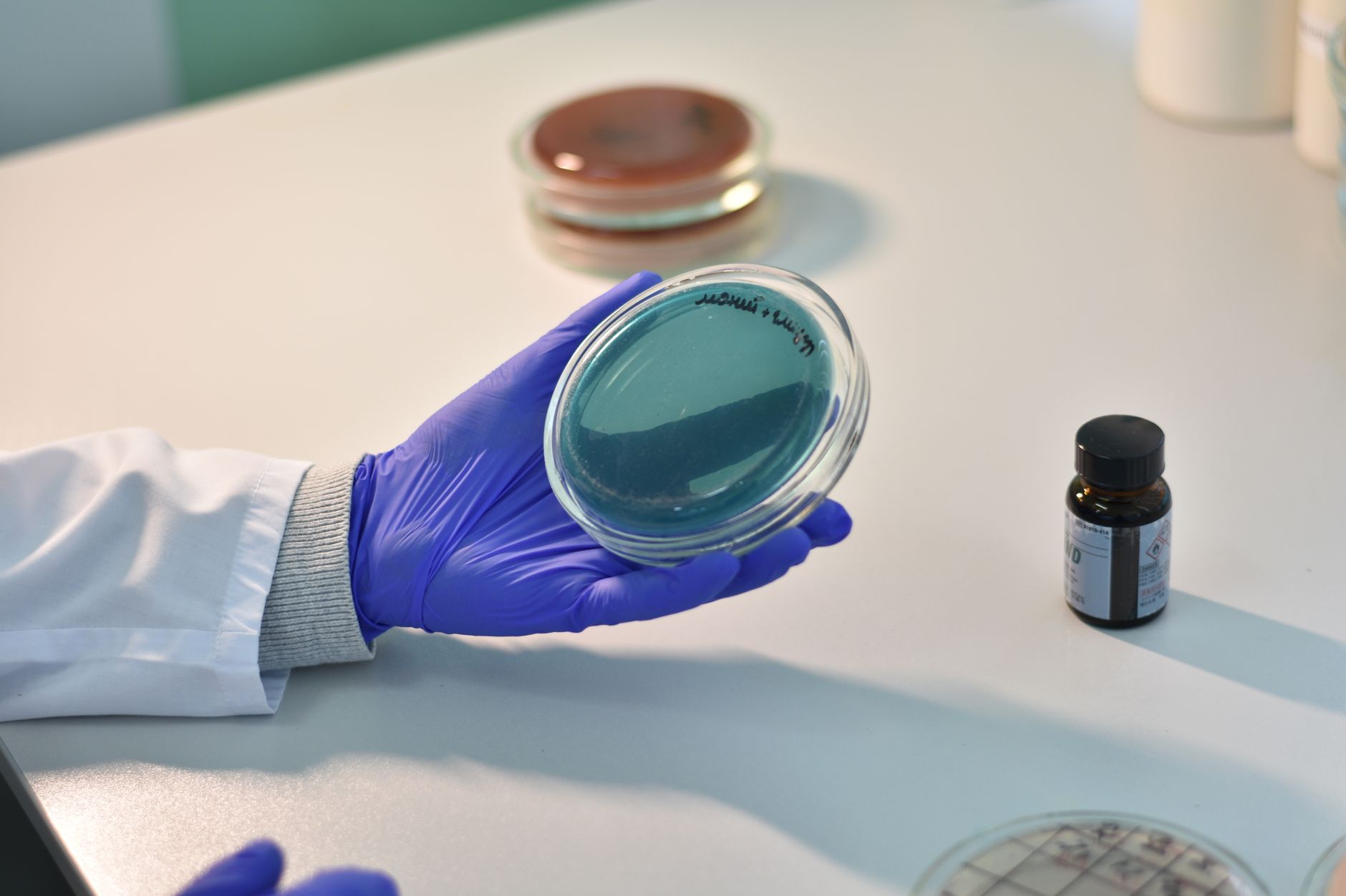 Scientist examines petri dish samples in a laboratory for research purposes.